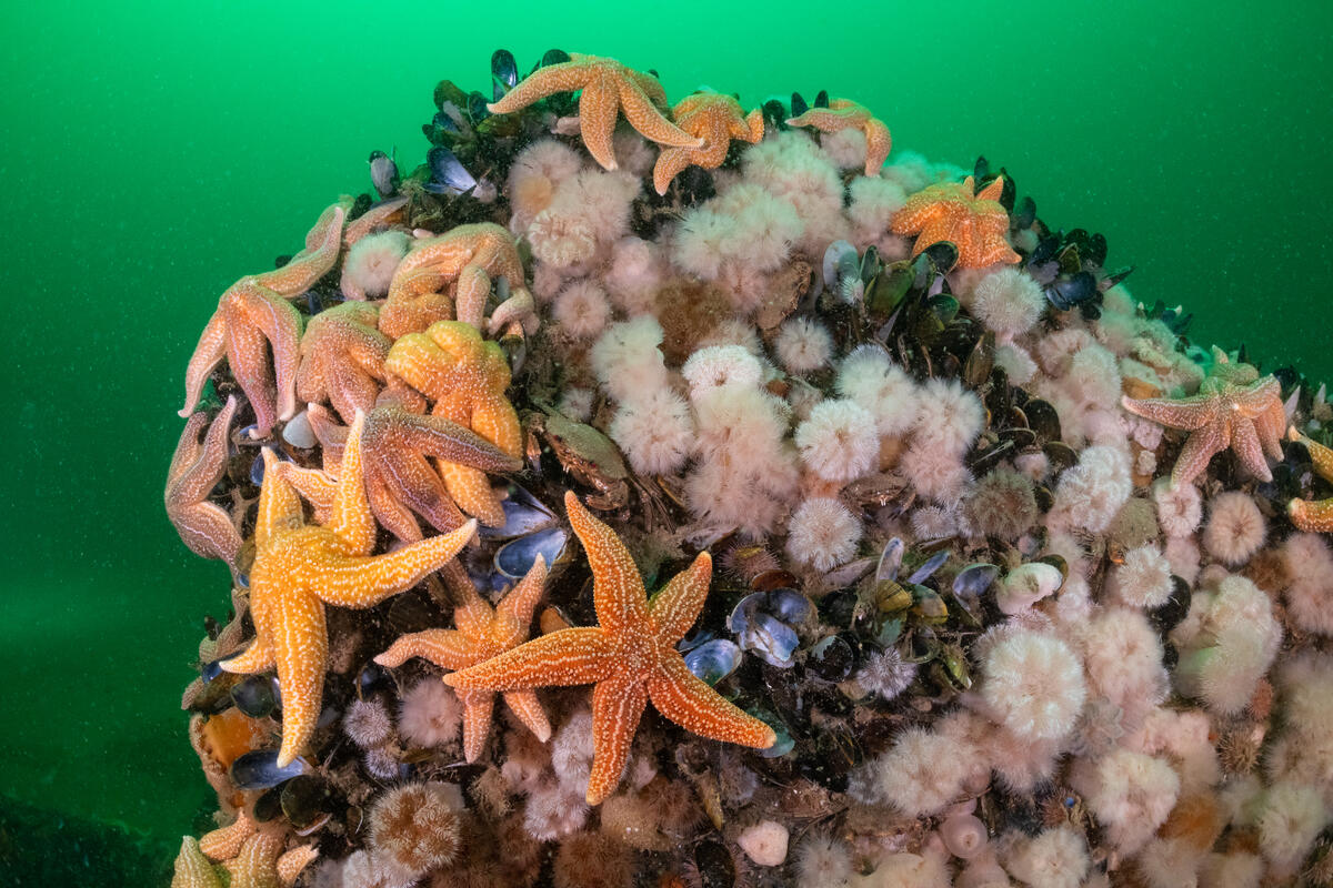 Unterwasserfoto von Korallen und Seesternen