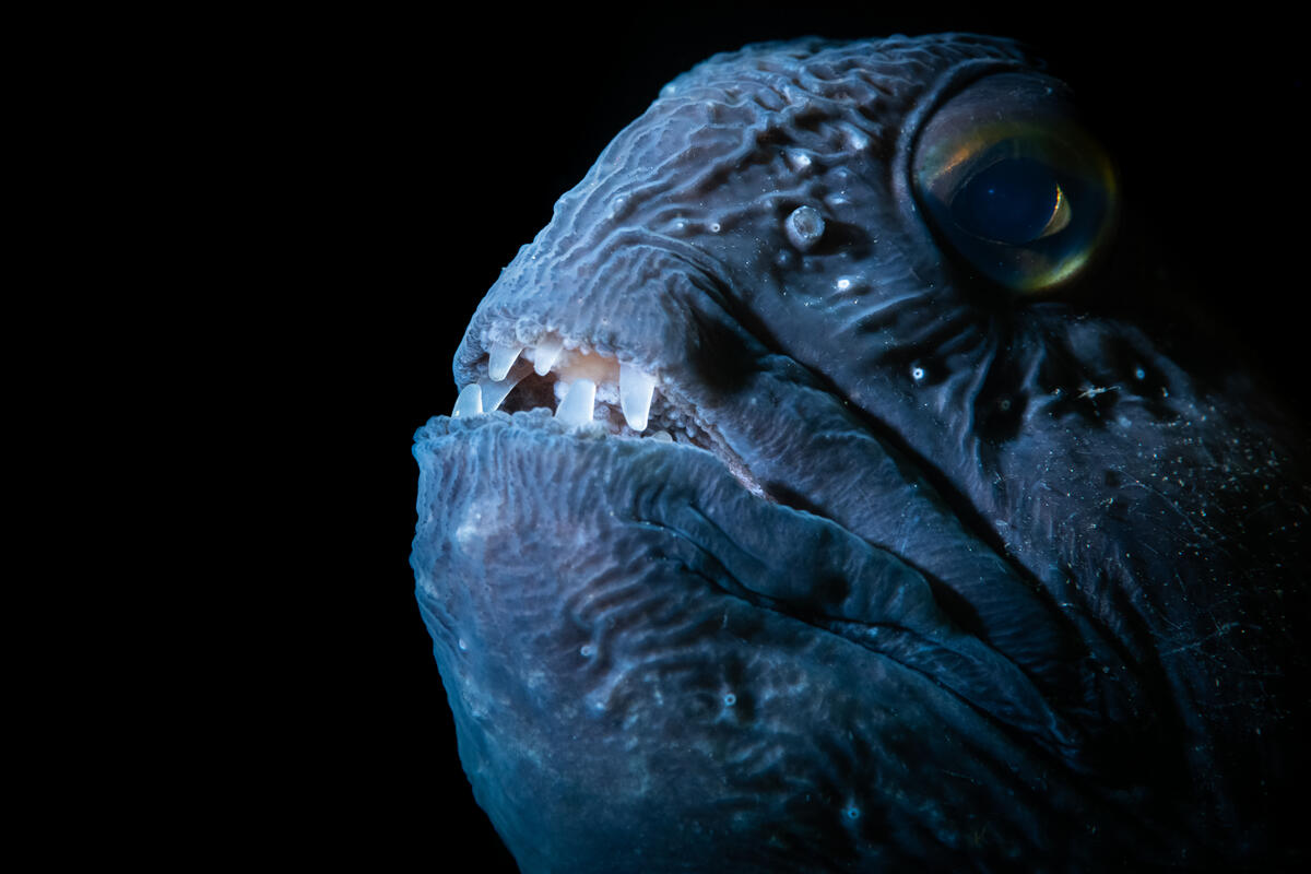 Unterwasserfoto einer Nahaufnahme eines Fisches