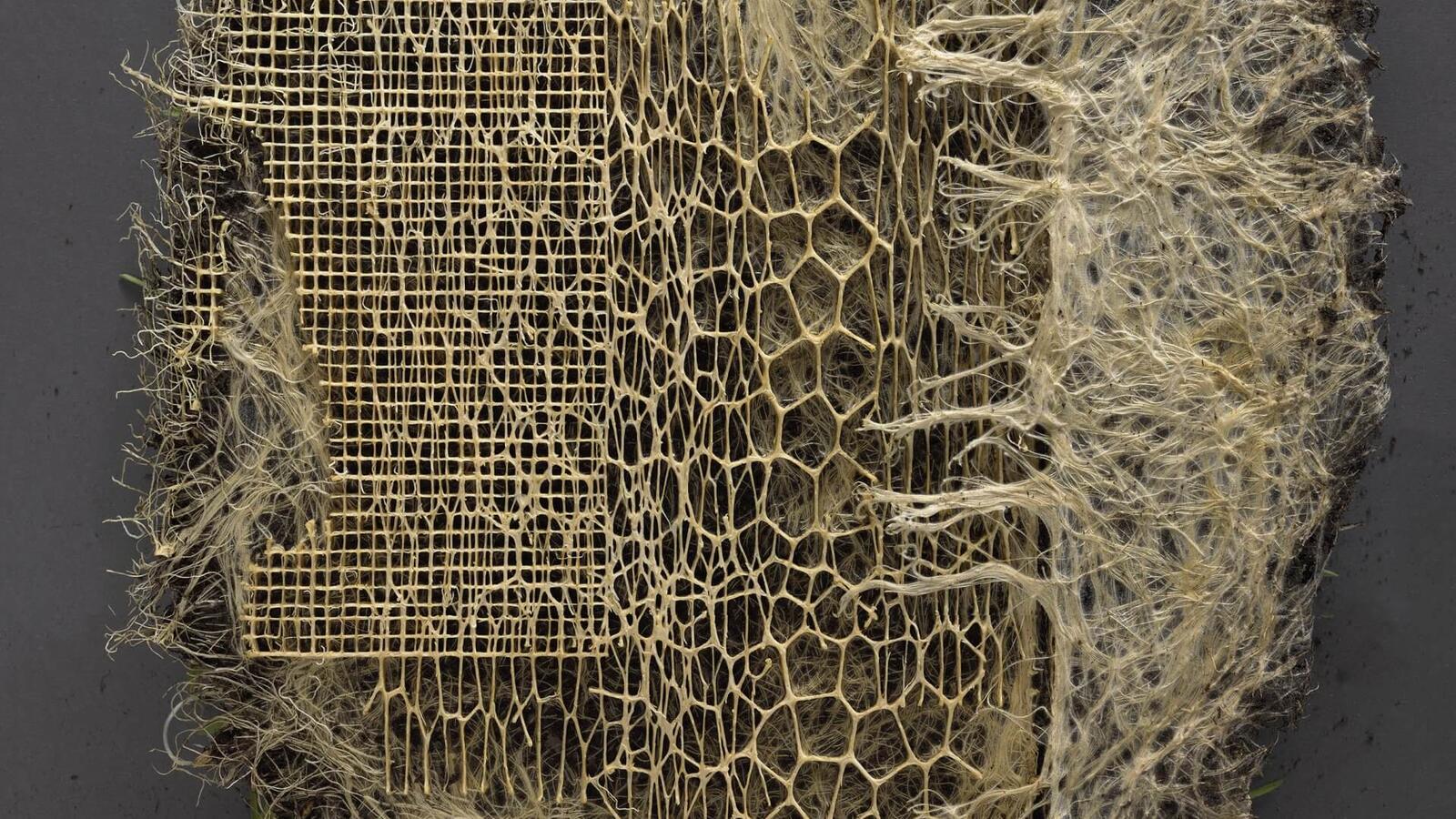 Wortels van planten groeien samen in symmetrische vormen in een ovale grasmat.