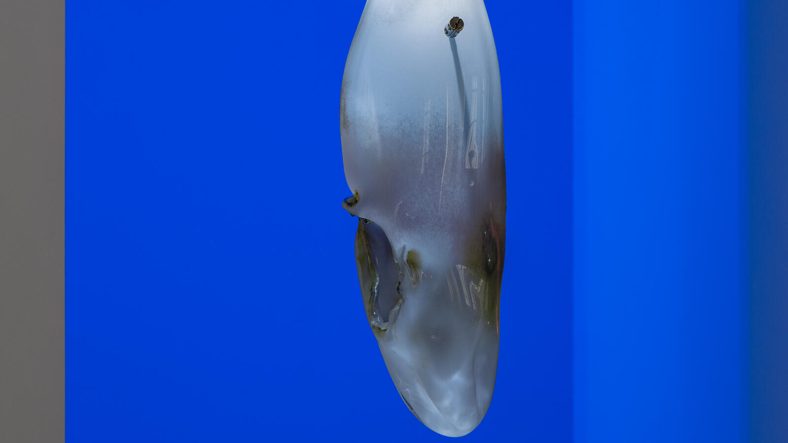 Een kunstwerk hangt in een blauwe ruimte. Het doet denken aan het hoofd van een haai of vis en geeft licht aan de bovenkant.