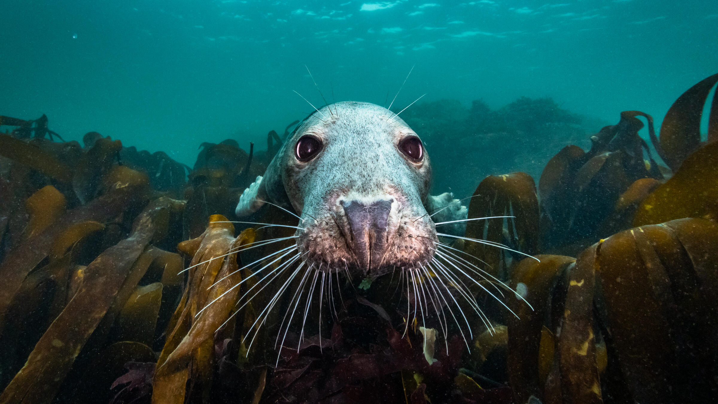 onderwaterfoto van een zeehond zijn snuit