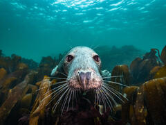 underwater photograph of a seal&rsquo;s snout